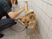 DOG SALON ZOA