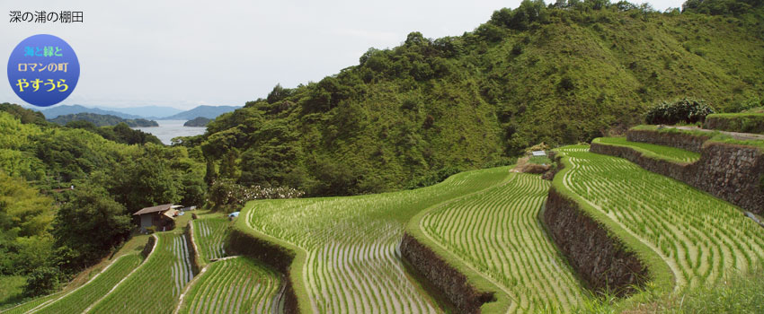 安登 善兵衛山から望む日の出