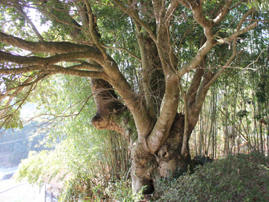 朶平穀神社の山桃