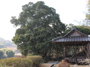 朶平穀神社の山桃