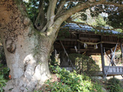 朶平穀神社の山桃