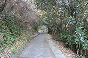 玉伝道路・了玄坂