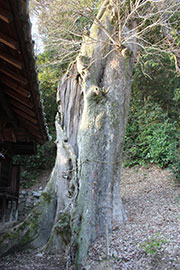 厳島神社（平木明神社）