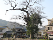 川手神社（河手神社）