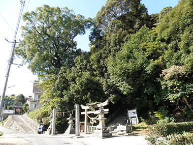 亀山八幡神社の社叢