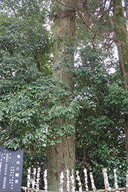 亀山八幡神社の社叢