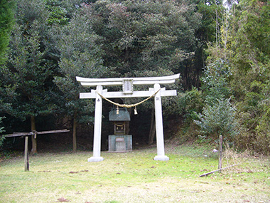 金箱モッコク群生地と連理