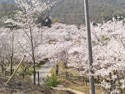 安浦の桜