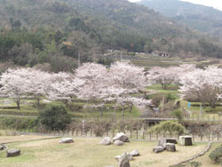 安浦の桜