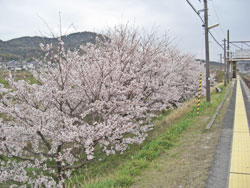 安浦の桜