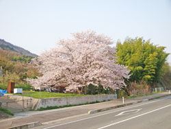 安浦の桜