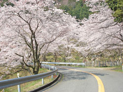 安浦の桜