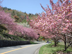 安浦の桜