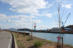 桜植樹イベント